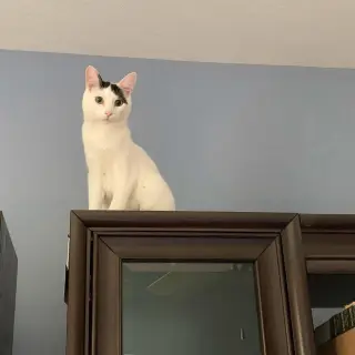 Iggy the Hemmingway