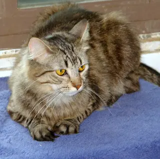 Athena