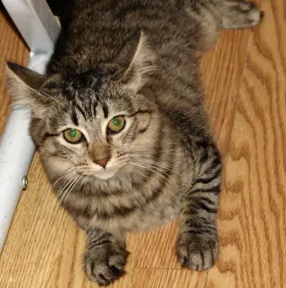 Athena