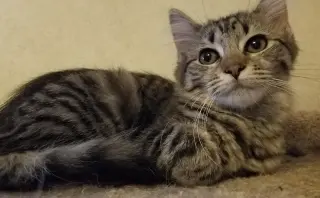 Athena