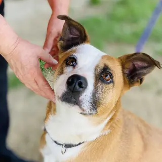 Gemma *Adopt or Foster*