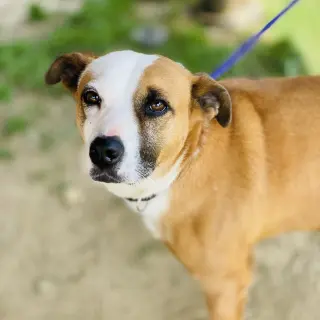 Gemma *Adopt or Foster*