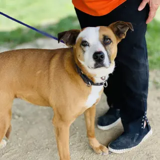 Gemma *Adopt or Foster*