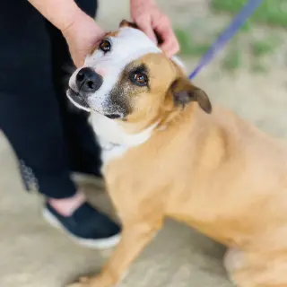 Gemma *Adopt or Foster*