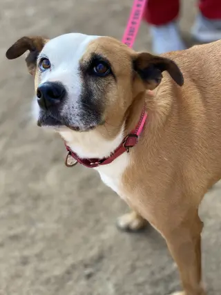 Gemma *Adopt or Foster*
