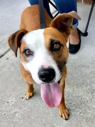 Gemma *Adopt or Foster*