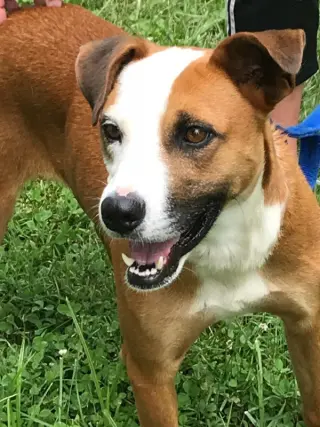Gemma *Adopt or Foster*