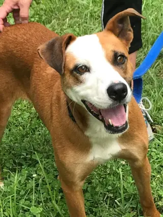 Gemma *Adopt or Foster*