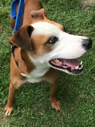 Gemma *Adopt or Foster*