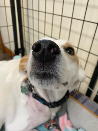 Lily