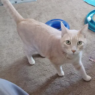 Bixby