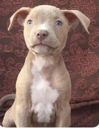 Riley AKA Harry