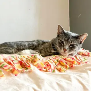Snuggler