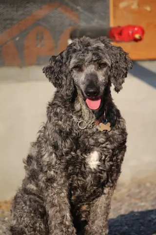 Valen