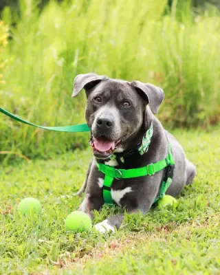 Cooper