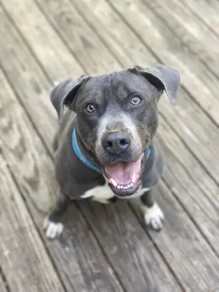 Cooper