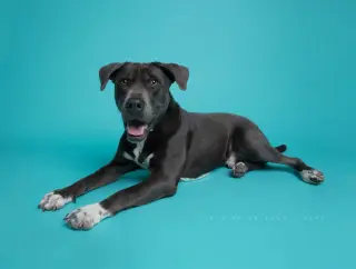 Cooper