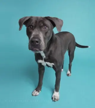Cooper