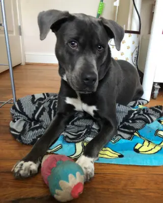 Cooper
