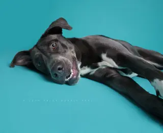 Cooper
