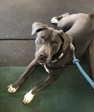 Cooper