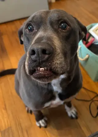 Cooper
