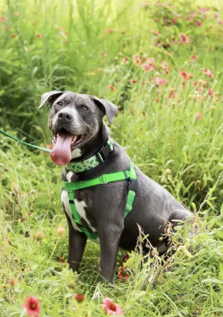 Cooper