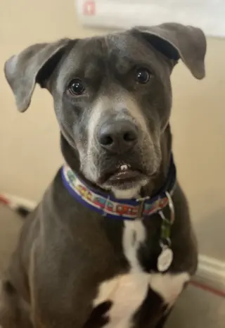 Cooper