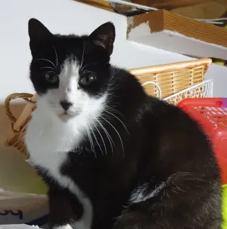 Henry