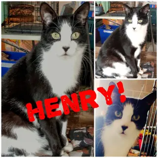 Henry
