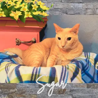 Sugar (w/Spice)