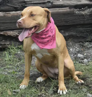 Amora