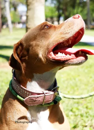 Amora