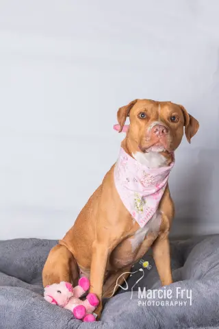 Amora