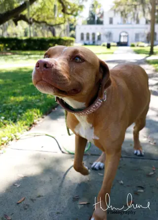 Amora
