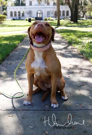 Amora