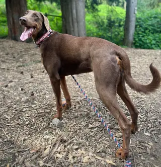 Apollo