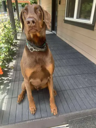 Apollo