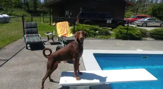 Apollo