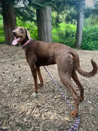 Apollo