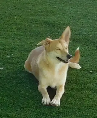 Biscuit