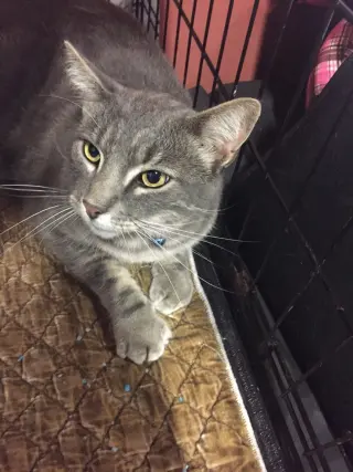 Sammy