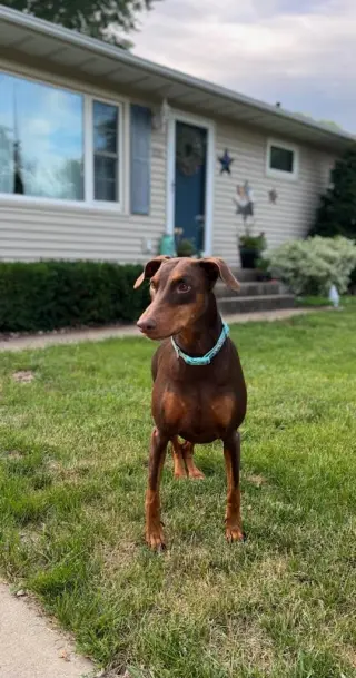 Reina - Forever Foster