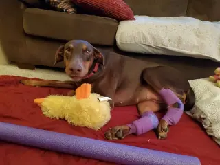 Reina - Forever Foster
