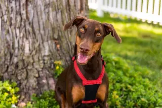 Reina - Forever Foster