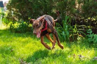Reina - Forever Foster
