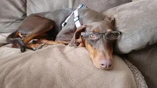 Reina - Forever Foster