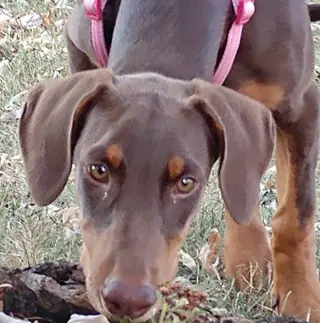 Reina - Forever Foster