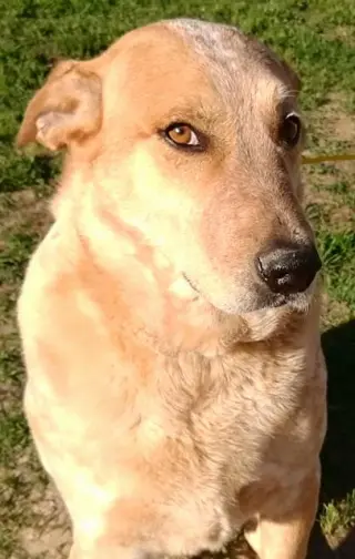 Brody