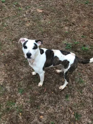 Rosemary